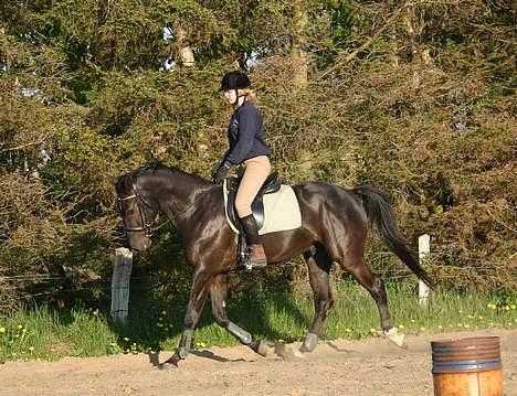 Dansk Varmblod Zaigon billede 2