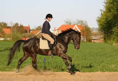 Dansk Varmblod Zaigon billede 3