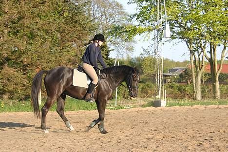 Dansk Varmblod Zaigon billede 4