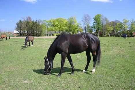 Dansk Varmblod Zaigon billede 5