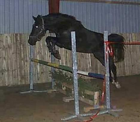 Dansk Varmblod Zaigon billede 6