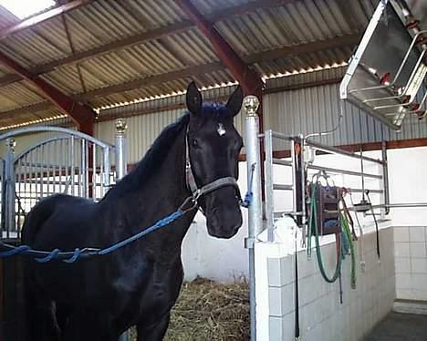 Dansk Varmblod Zaigon billede 7