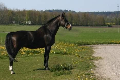 Dansk Varmblod Strandbylunds Dimitri * solgt* billede 8