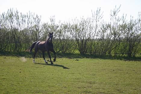 Dansk Varmblod Strandbylunds Dimitri * solgt* billede 9