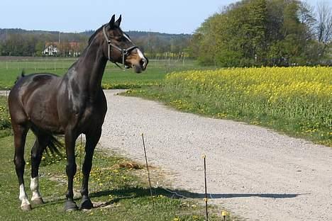 Dansk Varmblod Strandbylunds Dimitri * solgt* billede 10