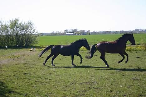 Dansk Varmblod Strandbylunds Dimitri * solgt* billede 11