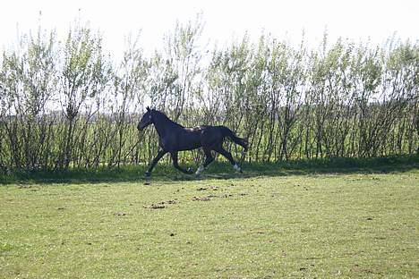 Dansk Varmblod Strandbylunds Dimitri * solgt* billede 12