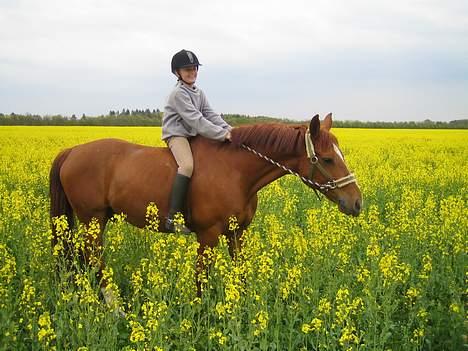 Anden særlig race StaldSakstrup's Dusty...! billede 14