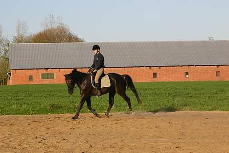 Dansk Varmblod Zaigon billede 8