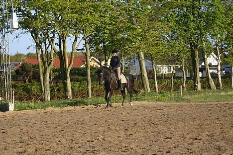 Dansk Varmblod Zaigon billede 9