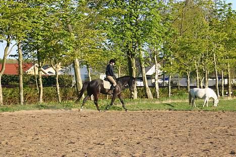 Dansk Varmblod Zaigon billede 10