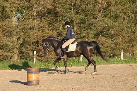 Dansk Varmblod Zaigon billede 11