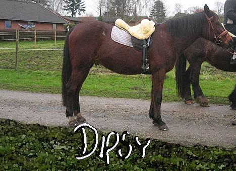 Anden særlig race Dipsy - Så lækker billede 1