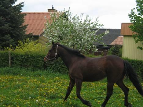 Anden særlig race Dipsy - Se hvor jeg kan billede 2