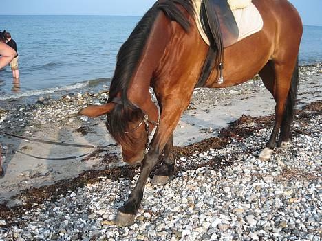 Anden særlig race Dipsy - "klø, Klø" billede 3