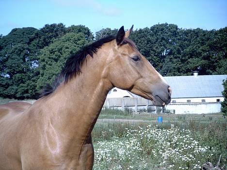 Oldenborg *Golden Fabia* <3 †aflivet† - Her står jeg så lige og ser dejlig ud... hehe billede 12