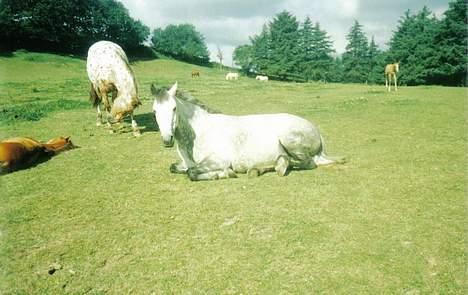 Anden særlig race Beauty Boy - Her ligger Beauty, det er Gizmo som ligger ved siden af som føl og hans mor står bagved og græsser (knapstrupperen) billede 13
