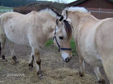 Fjordhest Klaus - Hey ven..... billede 1