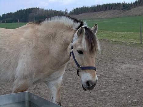 Fjordhest Klaus - Se mig lige er jeg ikke smuk? billede 3