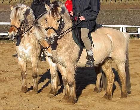 Fjordhest Klaus - Vinteren 2004 : Klaus og smukke bellami...  billede 4