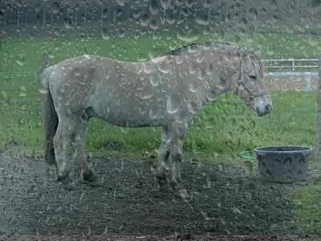 Fjordhest Klaus - Så står jeg her..... (Det skal lige siges det ikke regner det har jeg selv lavet) billede 5