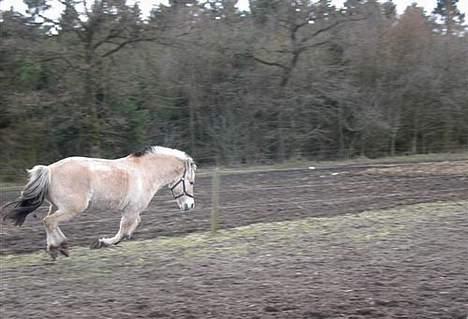 Fjordhest Klaus - Så tager vi lige en frisk galop................. billede 6
