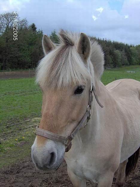 Fjordhest Hjerterbellami - Jamen Dav dav billede 14