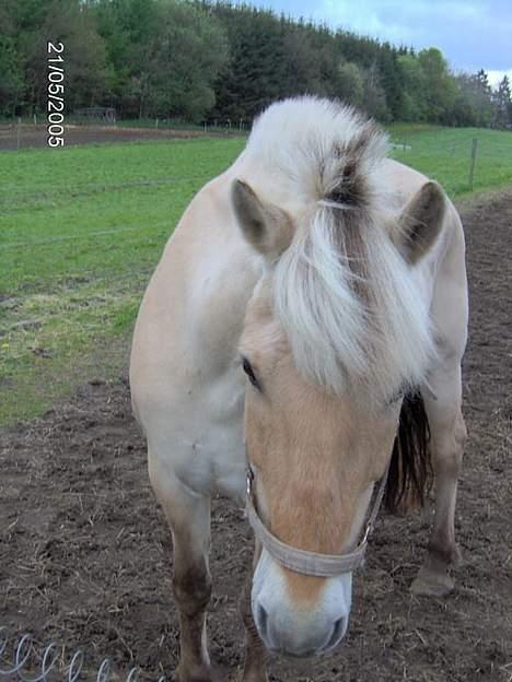 Fjordhest Hjerterbellami - Nåhh du har godbidder med til mig???? billede 15