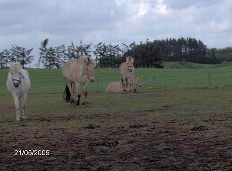 Fjordhest Hjerterbellami - venskabs billede billede 16