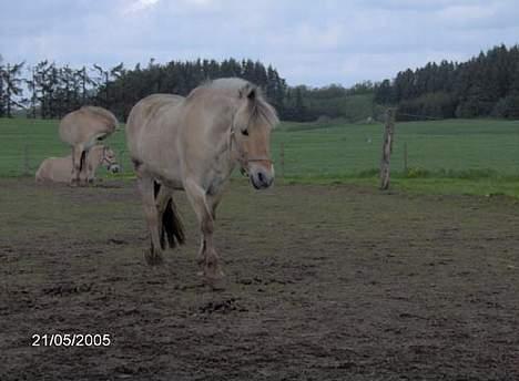 Fjordhest Hjerterbellami - Hey dernede..... Nu kommer jeg... billede 17