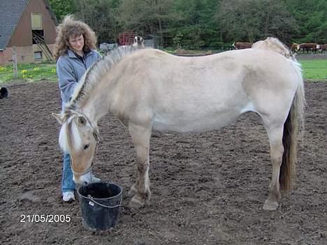 Fjordhest Hjerterbellami - Dejlig med en strilning billede 18