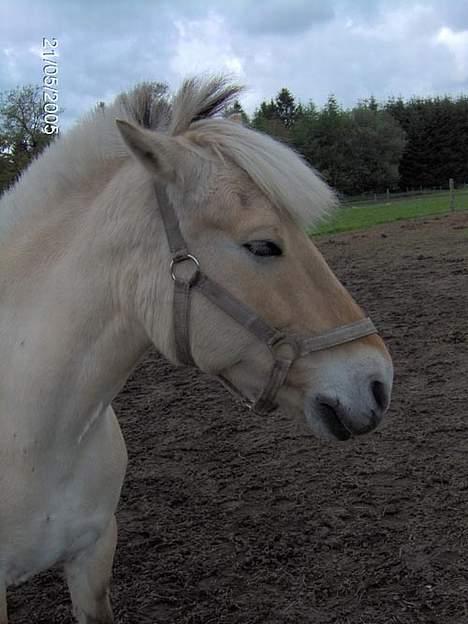 Fjordhest Hjerterbellami - Den dumme sol billede 19