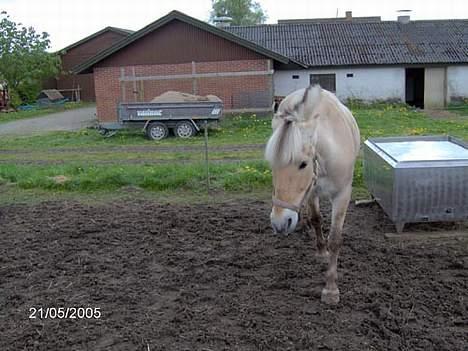 Fjordhest Hjerterbellami billede 20