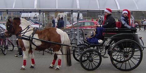 Pinto  Vesterbæks Boy billede 9