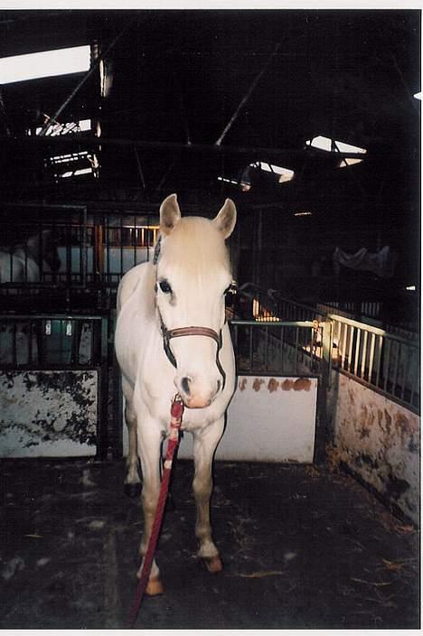 Anden særlig race Jolly *EFTERLYSNING* - Højre øje kvæg eller kreatur vorter billede 1