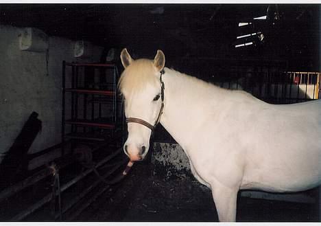 Anden særlig race Jolly *EFTERLYSNING* billede 2