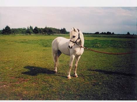 Anden særlig race Jolly *EFTERLYSNING* - skimmel på lår. Muligvis hvid idag billede 3