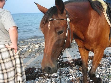 Anden særlig race Dipsy - Ikke gå, jeg vil ikke stå her uden dig billede 4