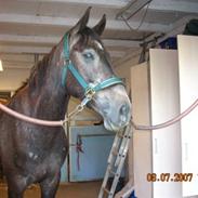 Anden særlig race Cæzar (Solgt)