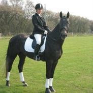 Anden særlig race Cæzar (Solgt)