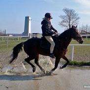 Traver Kashmir W ( Gl. Part )