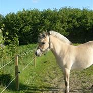 Fjordhest mikki