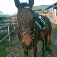 Fuldblod (XX) Caerful (Solgt)