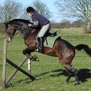 Westfaler Elated (solgt)