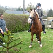 Welsh Cob (sec D) felix (Himmelhest)