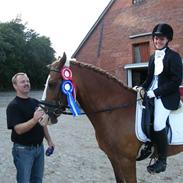 Welsh Cob (sec D) felix (Himmelhest)