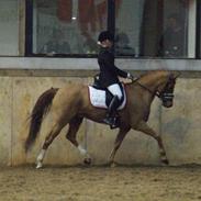 Tysk Sportspony ¤Mennecy - A-Pony<3 