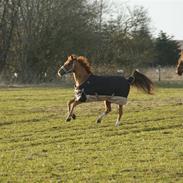 Tysk Sportspony ¤Mennecy - A-Pony<3 