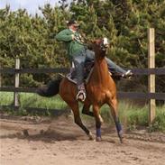 Anden særlig race Tantoos Smart Dancer