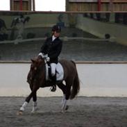 Welsh Cob (sec D) Menai On A Promise solgt